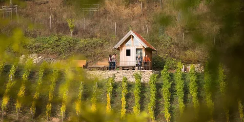 Geschichtsweinberg Iphofen, Foto: Michael Koch