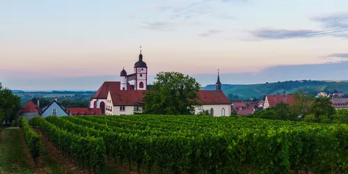 Weinberg auf dem Sagen- und Mythenweg Dettelbach, Foto: David Rauch