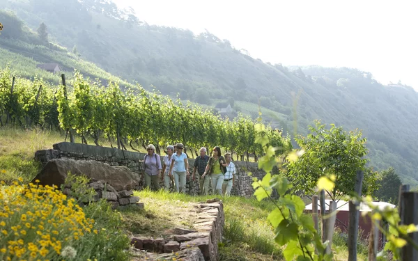 Weinberge Gambach, Foto: Andreas Hub, Lizenz: Tourismusverband Franken-Fränkisches Weinland