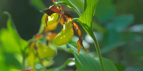 Gelbe Frauenschuh, Foto: VGN Ulrich Büscher