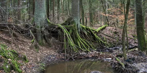 Rumpelbachschlucht, Röthenbach, Foto:  Derzno