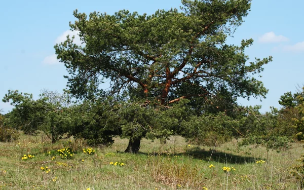 Naturschutzgebiet Wiesenfeld, Foto: JS Stadt Karlstadt