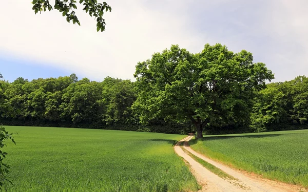 Weg von der Karlsburg zum Naturschutzgebiet Rammersberg, Foto: Uwe Miethe, Lizenz: DB