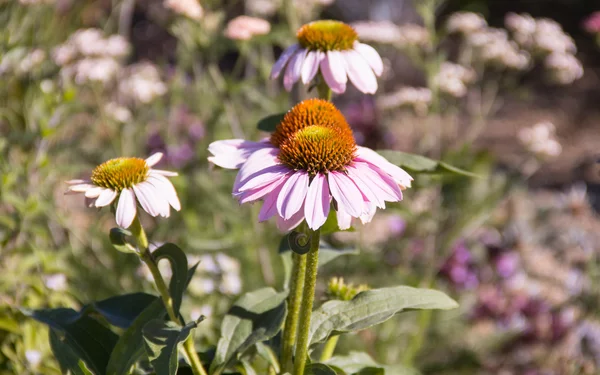 Blütenträume, Landesgartenschau Kirchheim , Foto: L. Rochus, Kirchheim 2024 GmbH