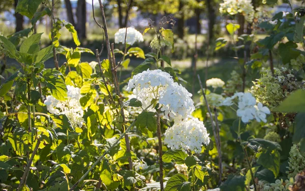 Blütenträume, Landesgartenschau Kirchheim , Foto: L. Rochus, Kirchheim 2024 GmbH