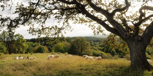 Wiese und Wald mit Schafen