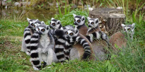 Tiere im Zoo in Augsburg