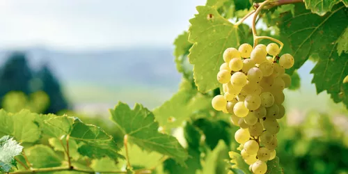 Ein fränkisches Weinbergpanorama: Der Aussichtspunkt "terroir f" bei Iphofen