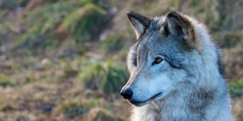 Wölfe im Wildpark Schloss Tambach