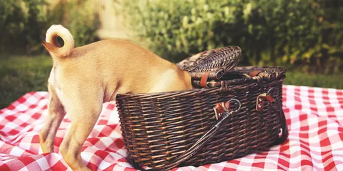 Luxusfrühstück: Picknick direkt an der Isar